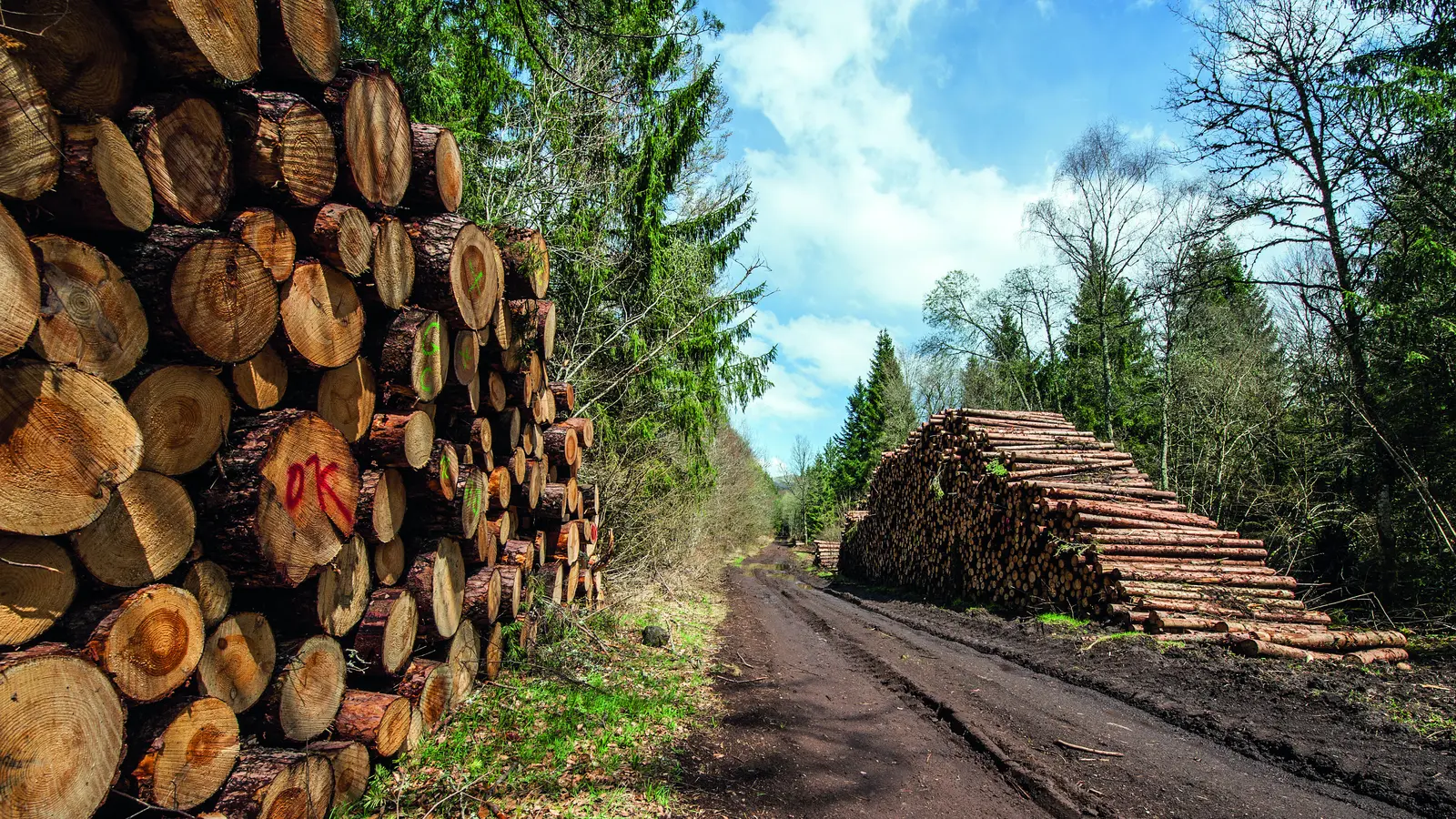 Grumes stock&eacute;es en bord de piste foresti&egrave;re