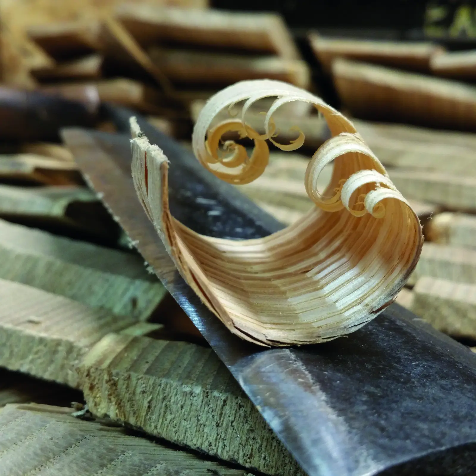 Copeau de châtaignier sur un outil de découpe à l’atelier