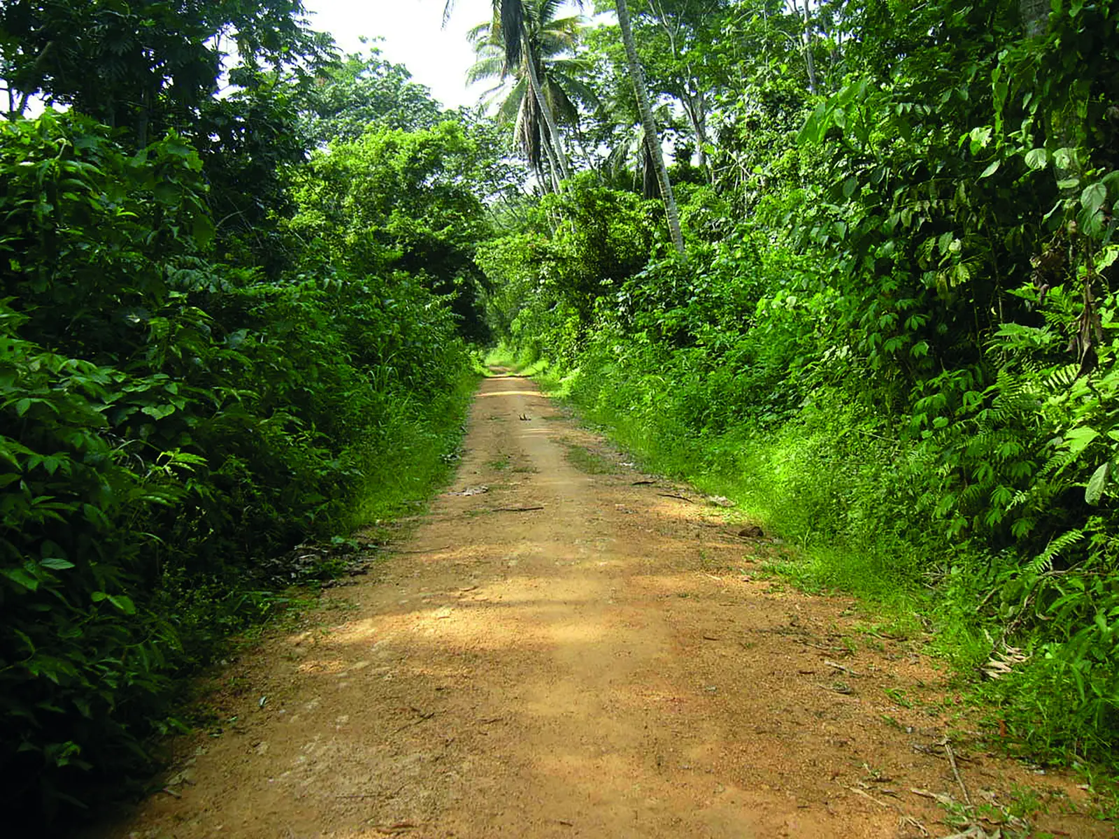 Piste en terre traversant une for&ecirc;t tropicale dense