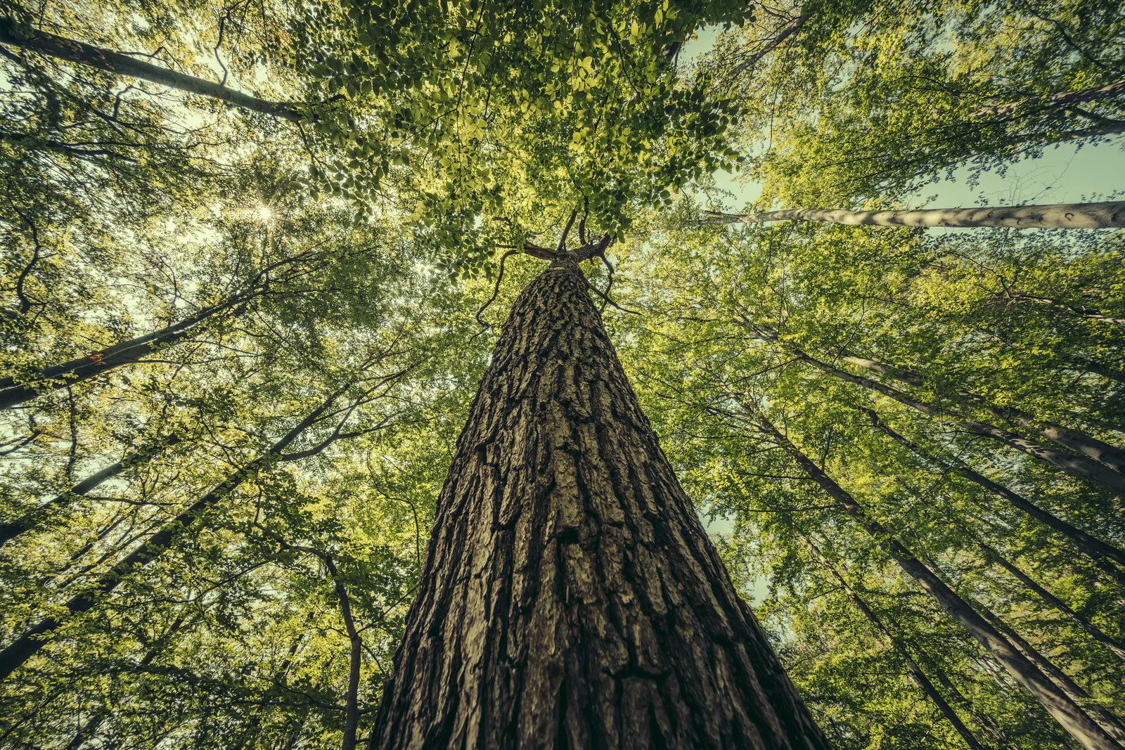 For&ecirc;t de conif&egrave;res vue en contre-plong&eacute;e