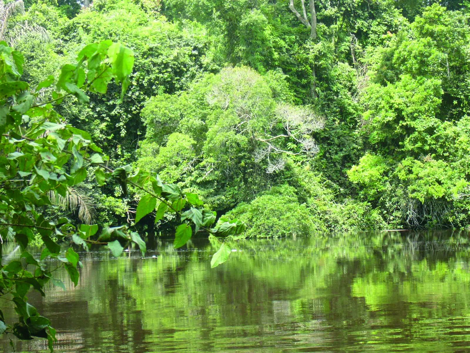 For&ecirc;t tropicale luxuriante en bordure d&rsquo;un cours d&rsquo;eau