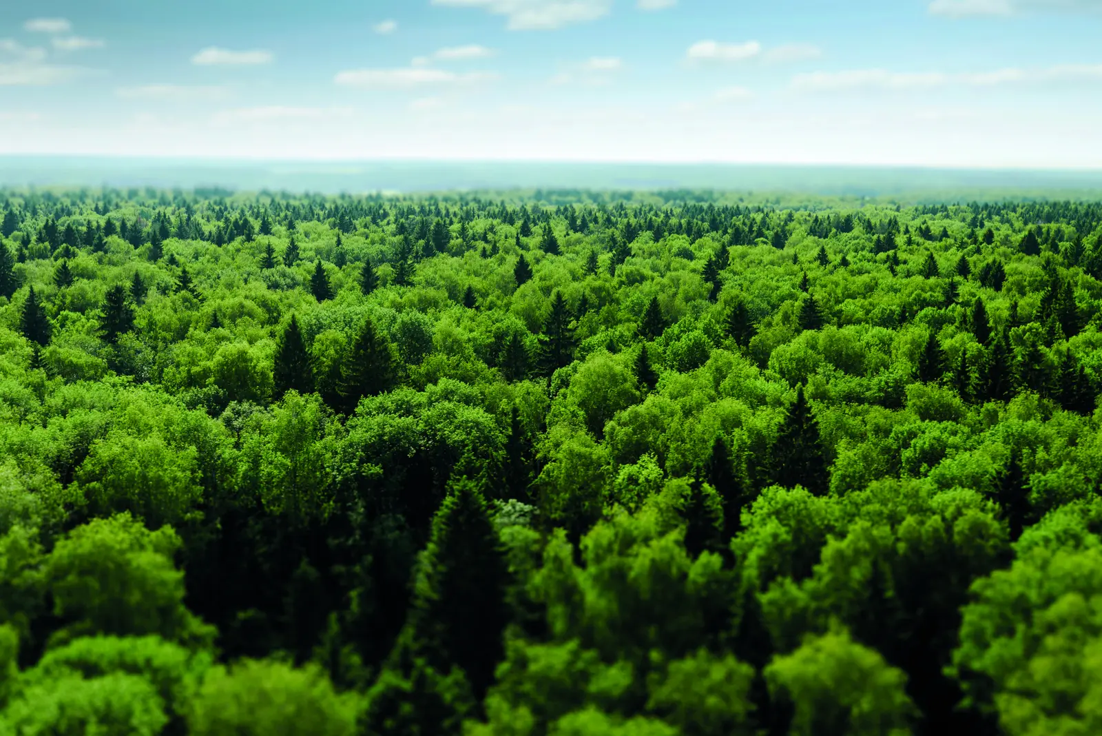 Vue a&eacute;rienne d&rsquo;un vaste couvert forestier