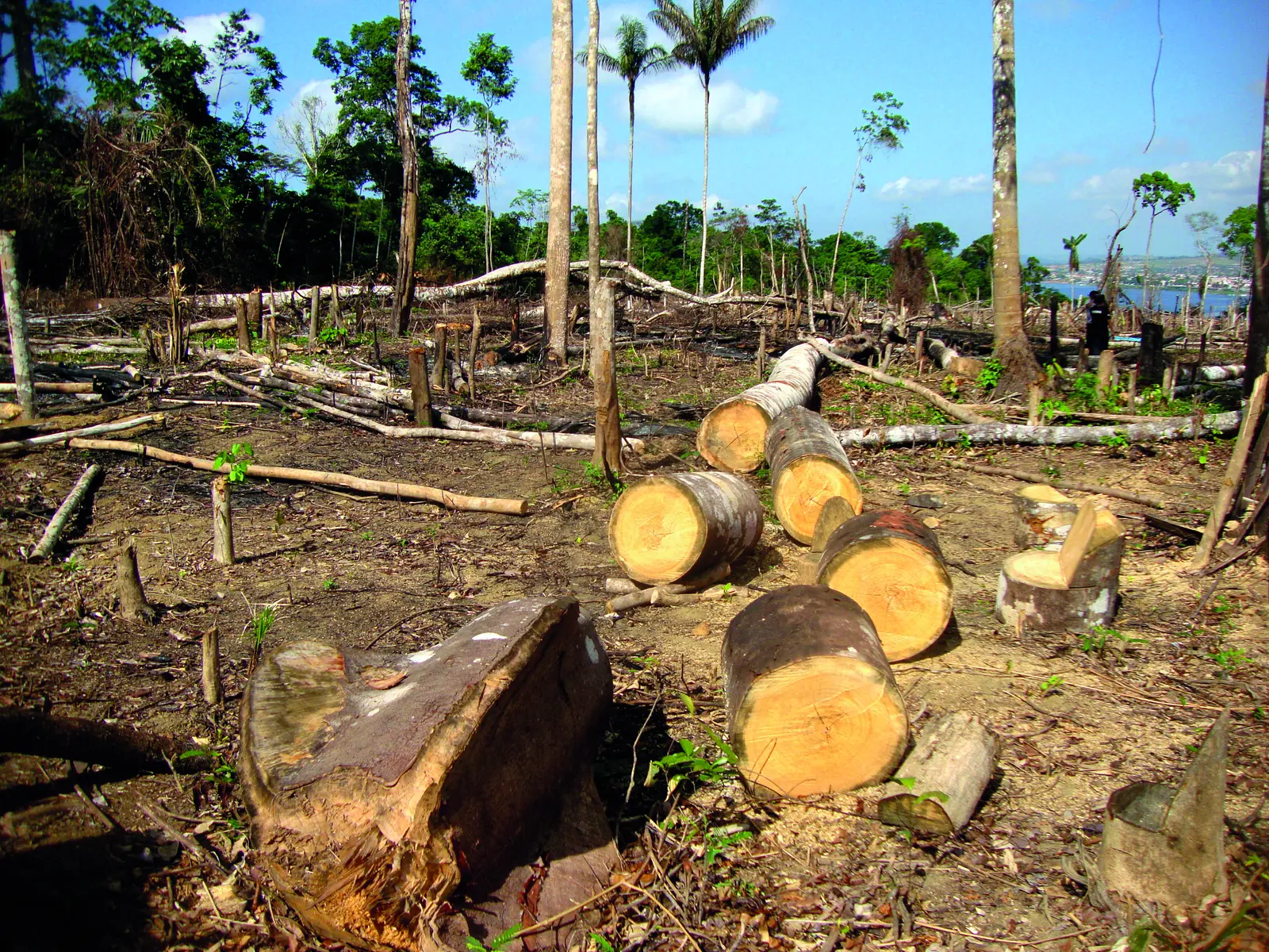 Parcelle de for&ecirc;t tropicale d&eacute;frich&eacute;e, troncs abattus et souches au sol